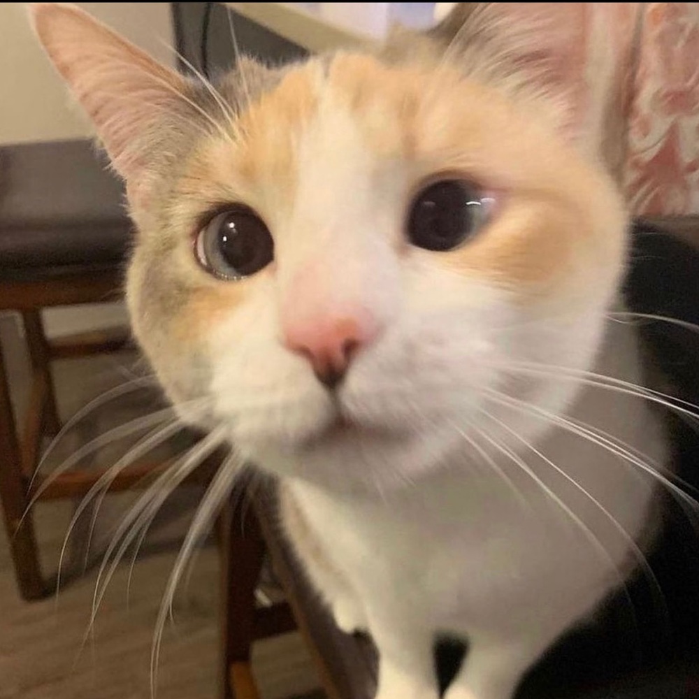 Meet your Posher, Camden